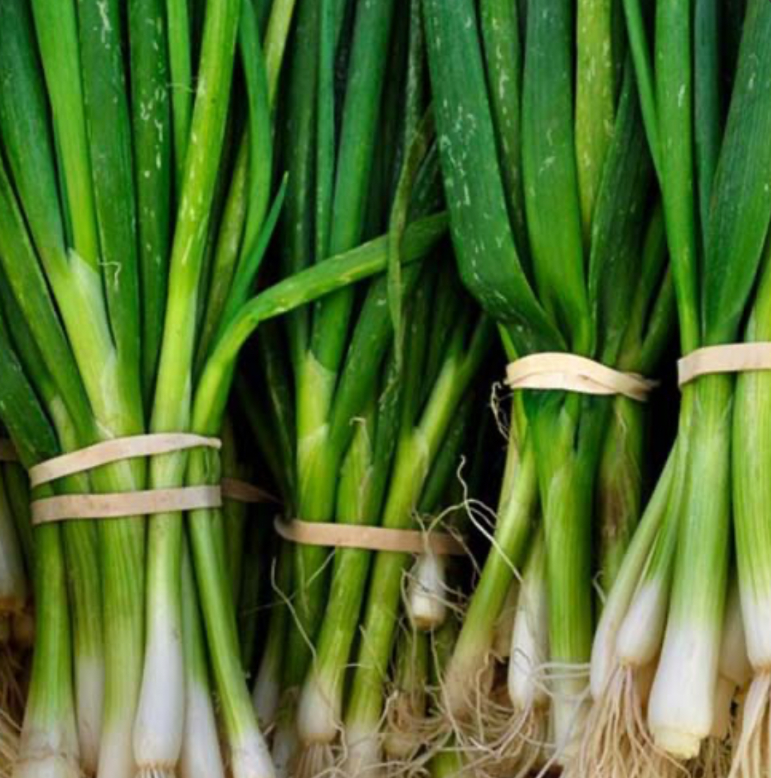 فروش پیازچه