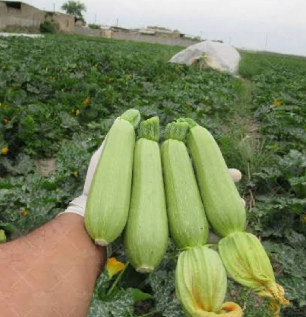 فروش کدو  سبز