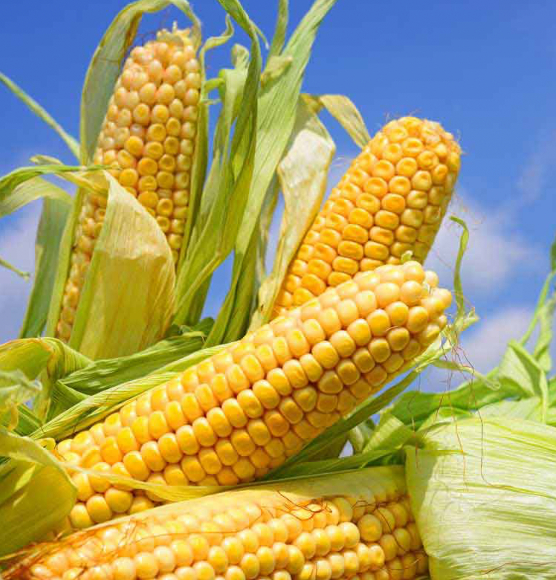 فروش ذرت مکزیکی