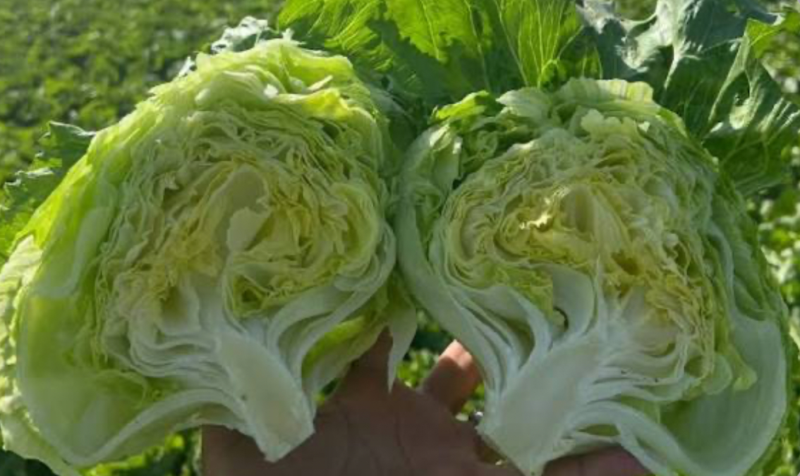 فروش کاهو سالادی