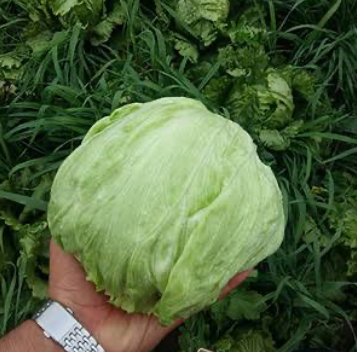 فروش کاهوسالادی