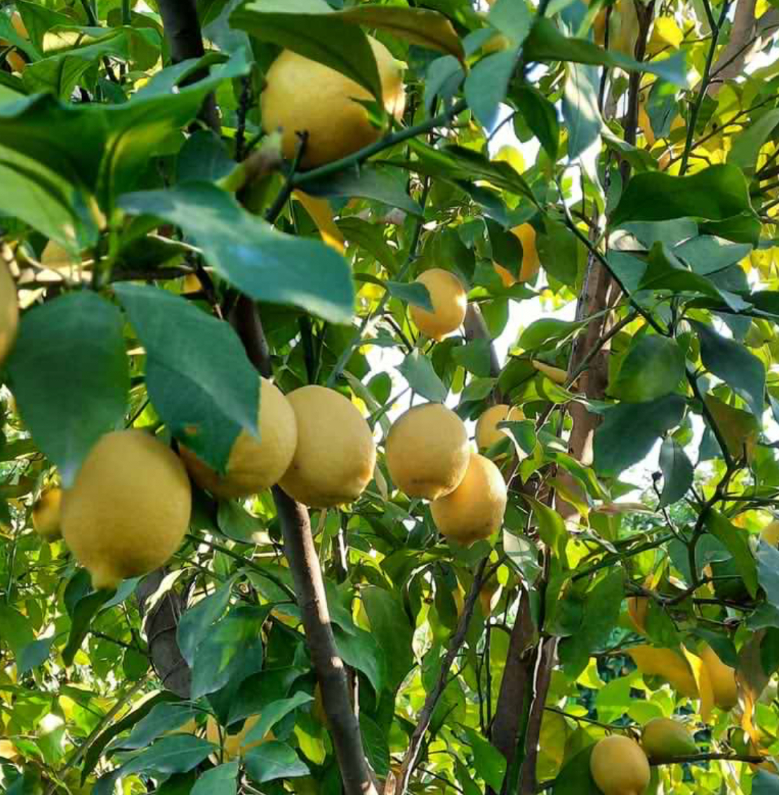 فروش لیمو ترش مجارستانی