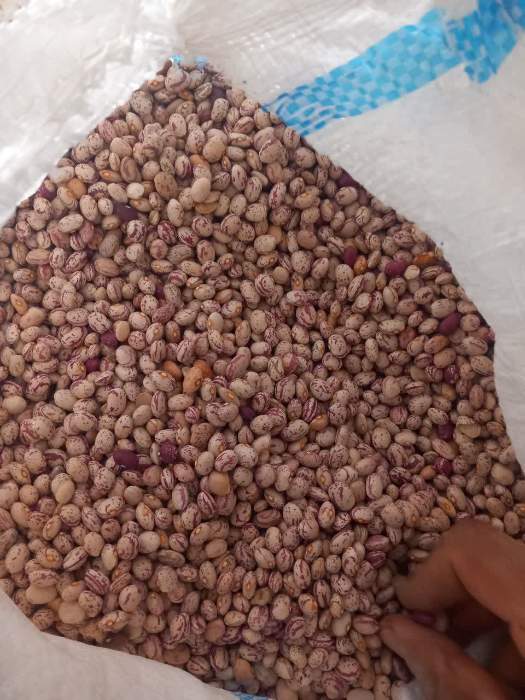 فروش لوبیا چیتی