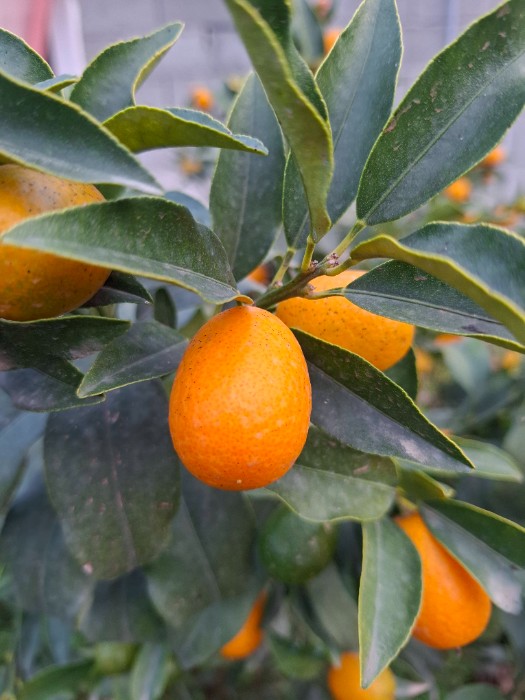 فروش کامکوات (پورنج)