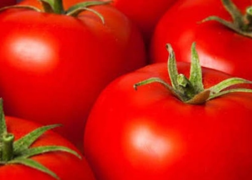 فروش گوجه فرنگی