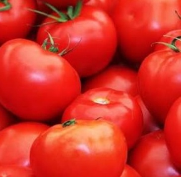 فروش گوجه فرنگی