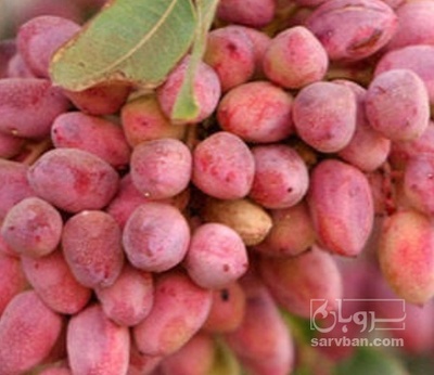 فروش پسته