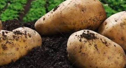 فروش سیب زمینی