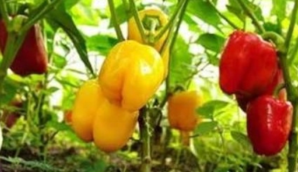 فروش فلفل دلمه ای