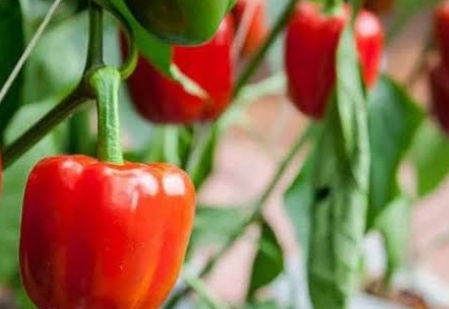 فروش فلفل دلمه ای