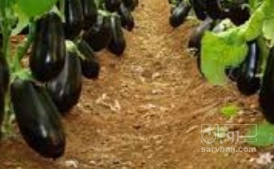 فروش بادمجان