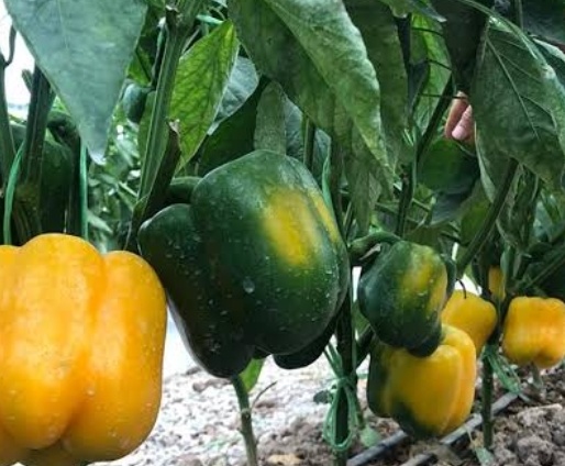 فروش فلفل دلمه ای