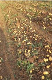 فروش سیب زمینی کلمبا