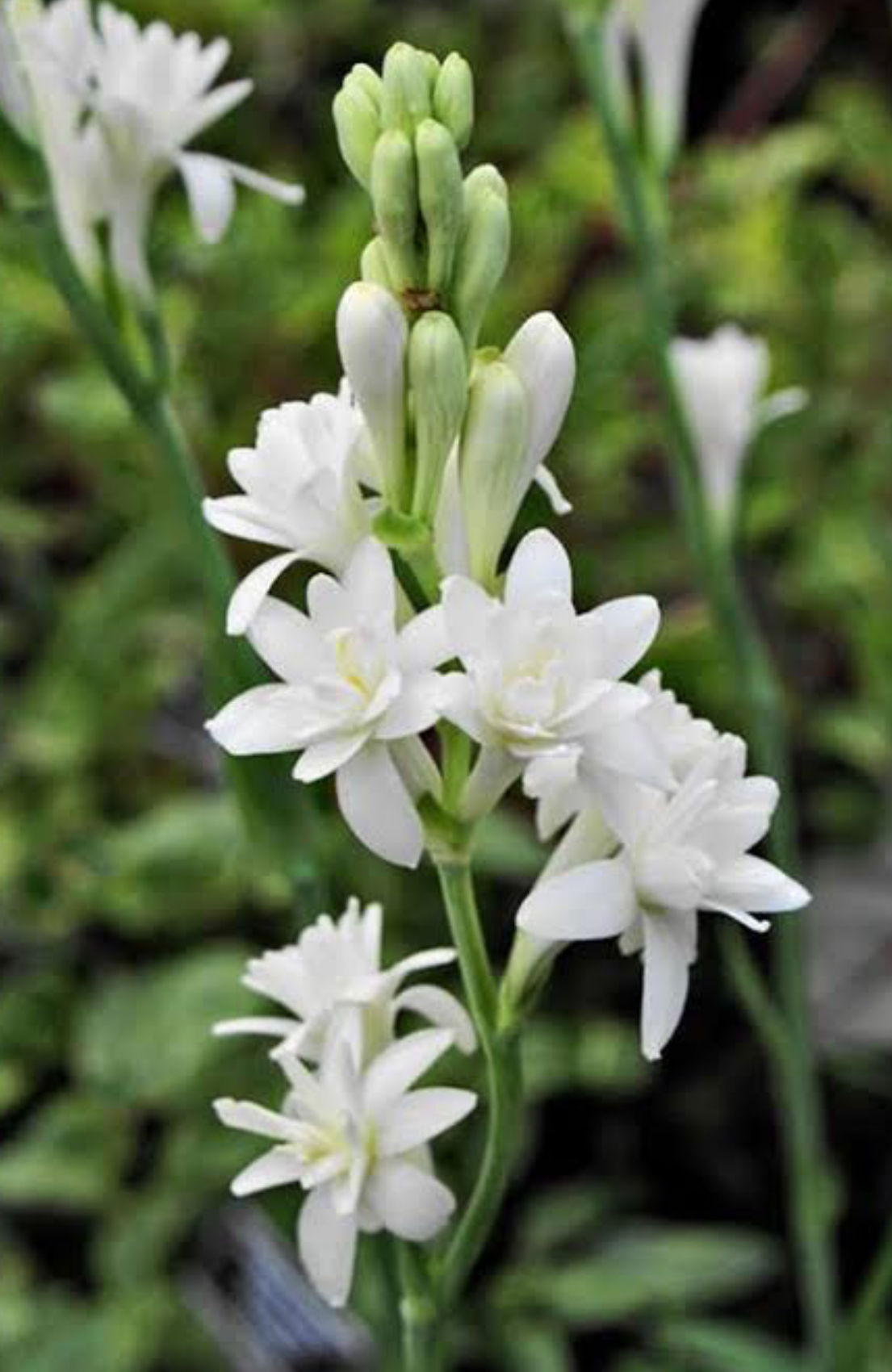 فروش گل مریم