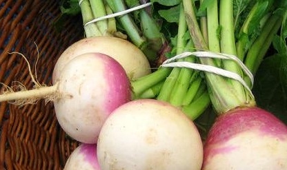 فروش شلغم هکتاری