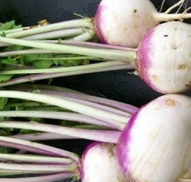 فروش شلغم هکتاری