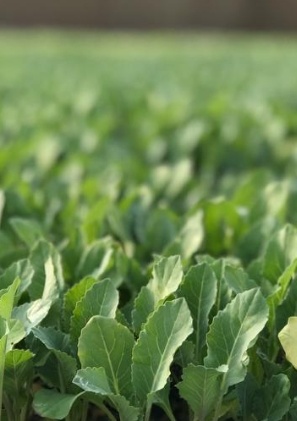 فروش نشا کلم پیچ سفید