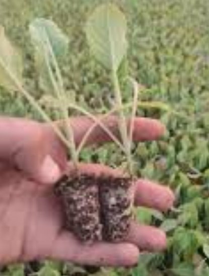 فروش نشا کلم پیچ بنفش