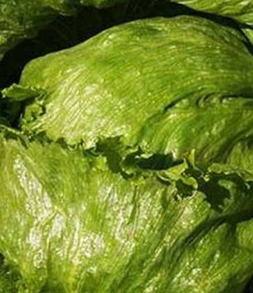 فروش هکتاری کاهو ایسبرگ - آیسبرگ