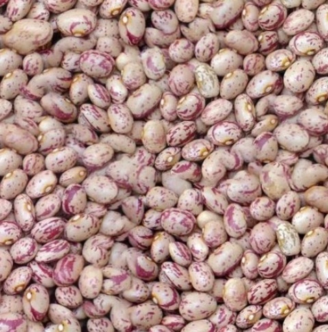 فروش لوبیا چیتی