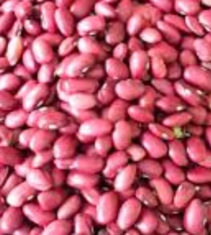 فروش لوبیا قرمز