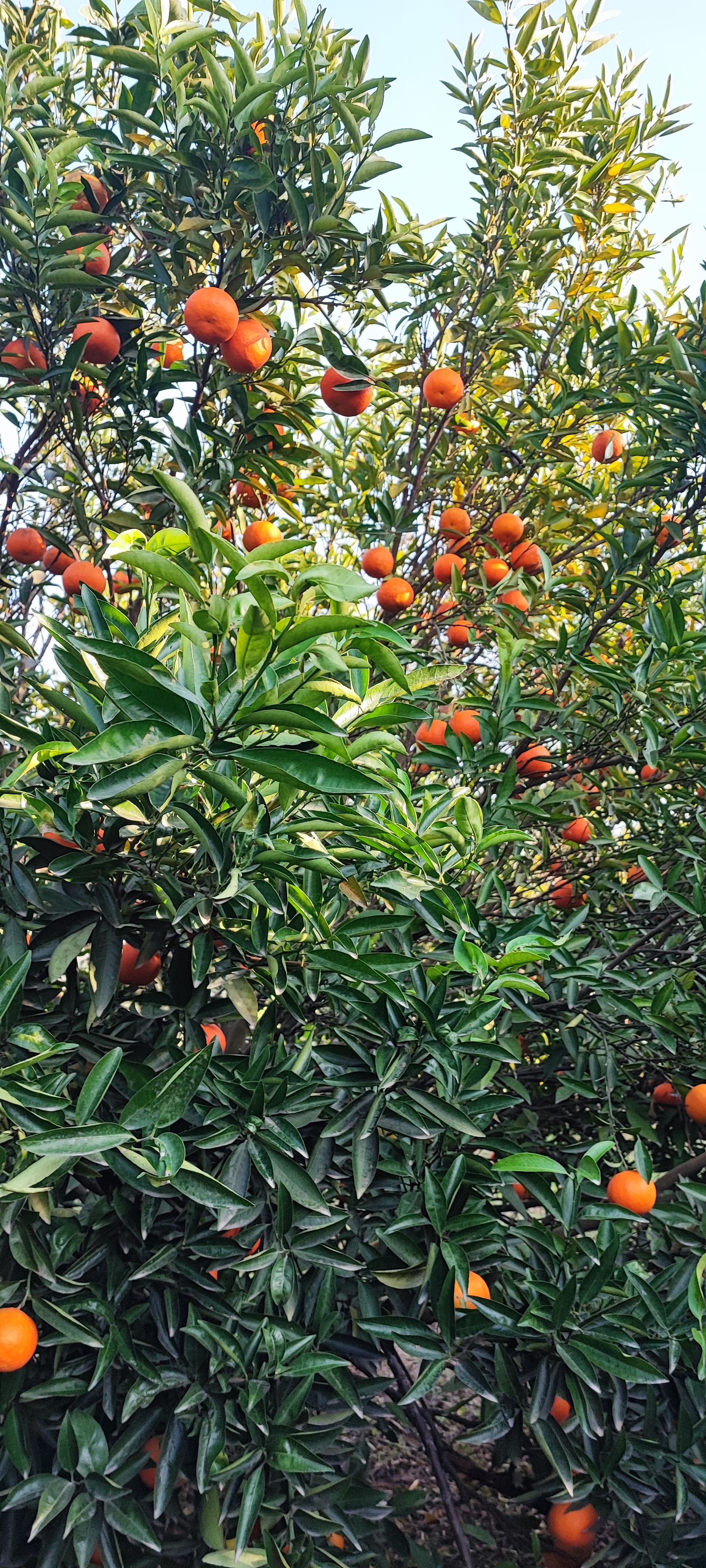 فروش نارنگی پچ