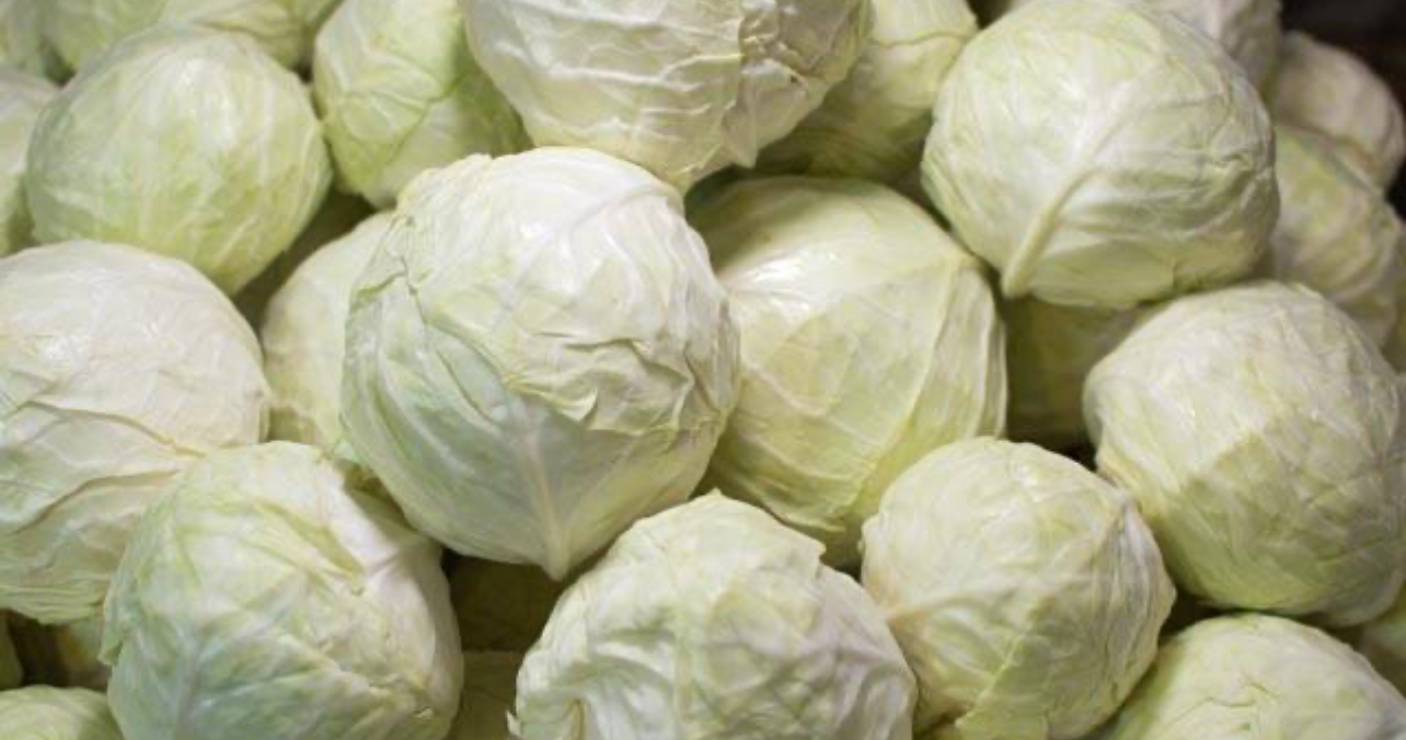 فروش کلم برگی