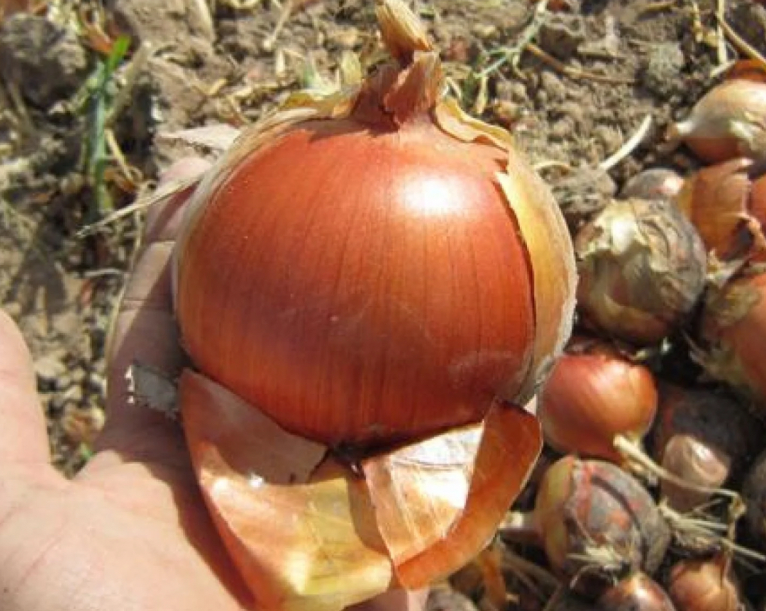 فروش پیاز طلایی