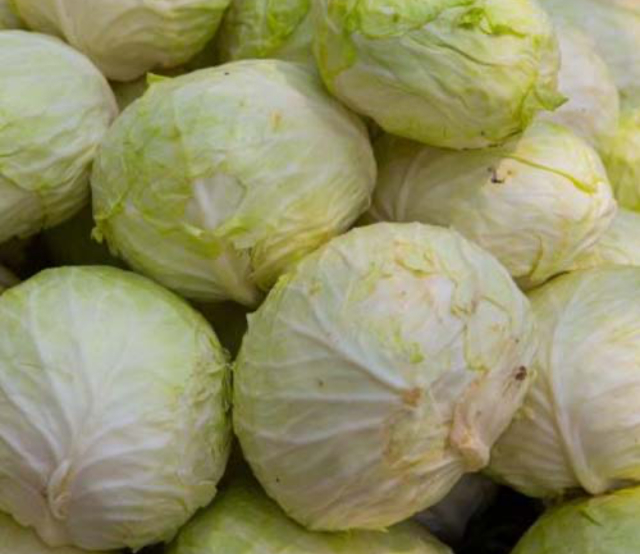 فروش کلم برگی سفید