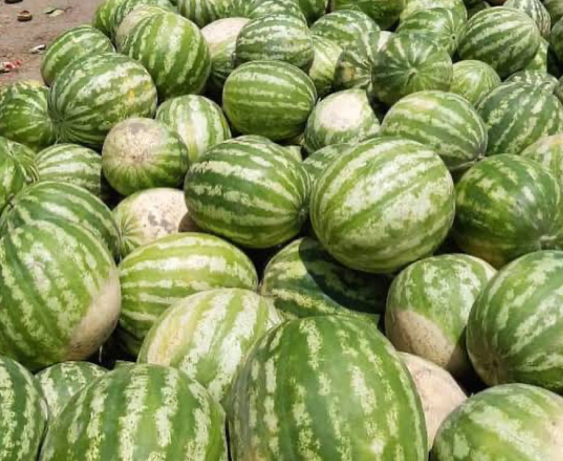 فروش هندوانه