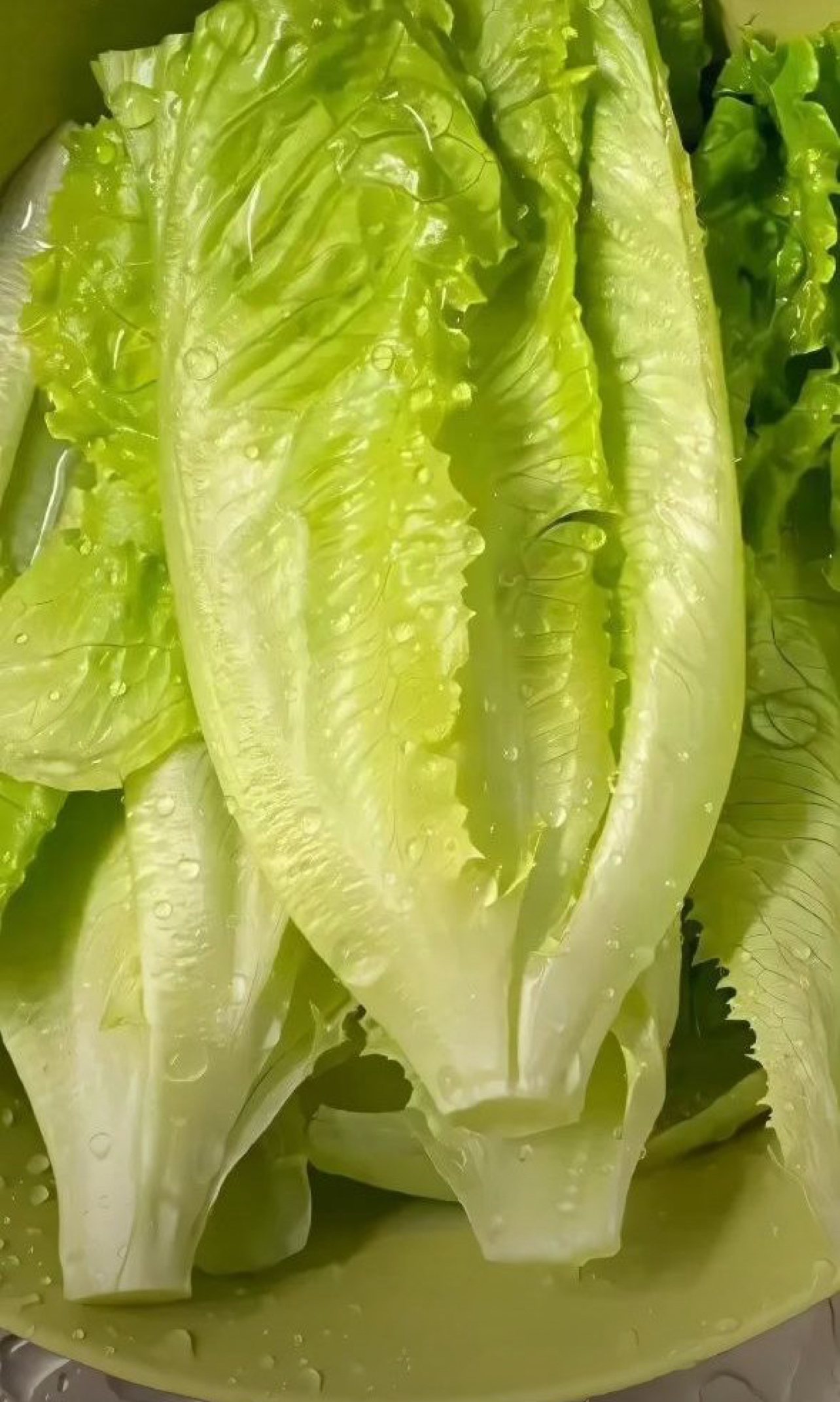 فروش کاهو ایرانی - رومانو