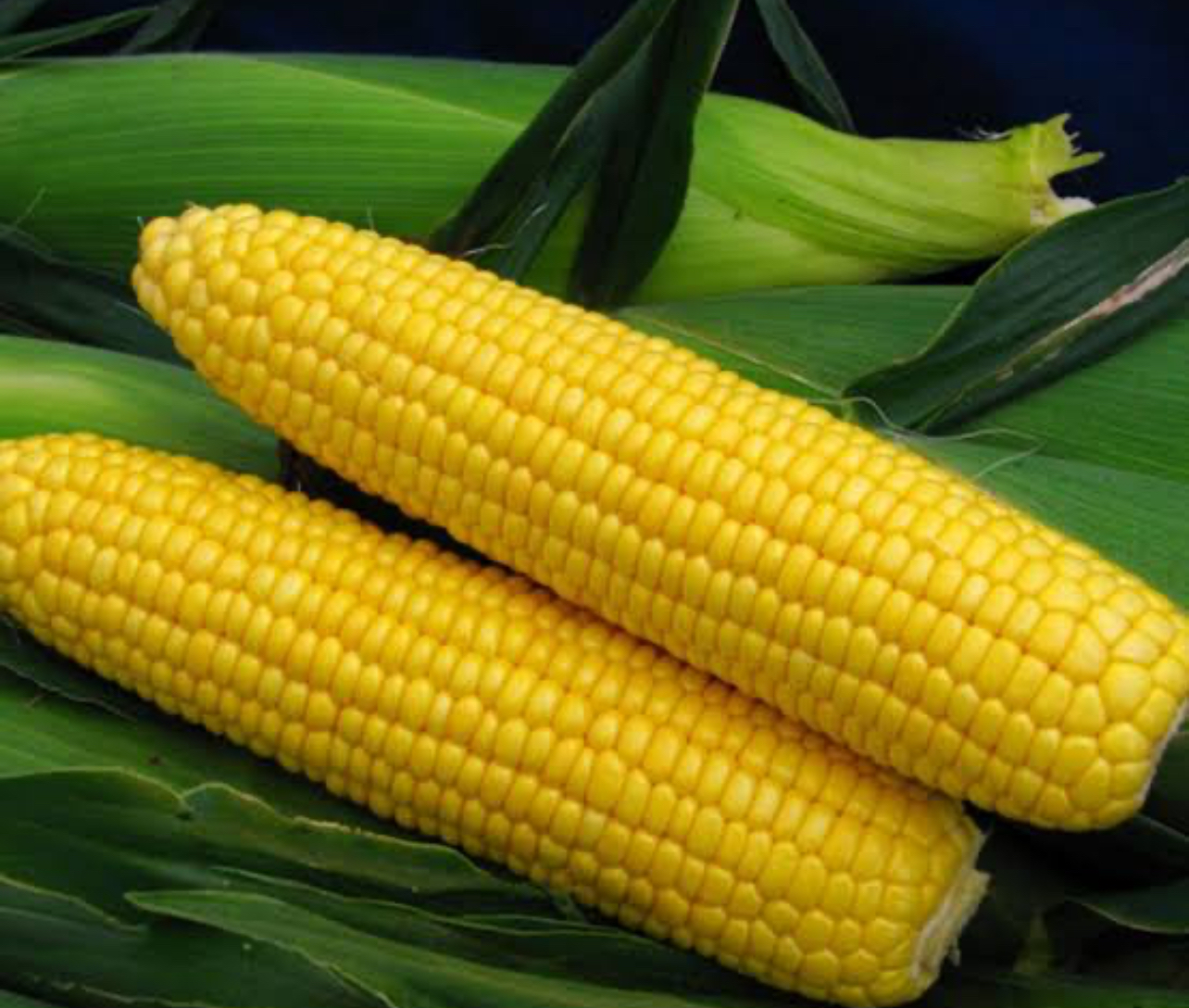 فروش ذرت مکزیکی