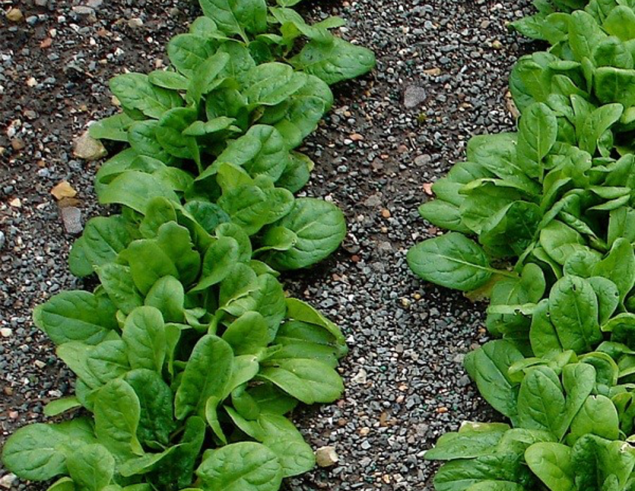 فروش اسفناج