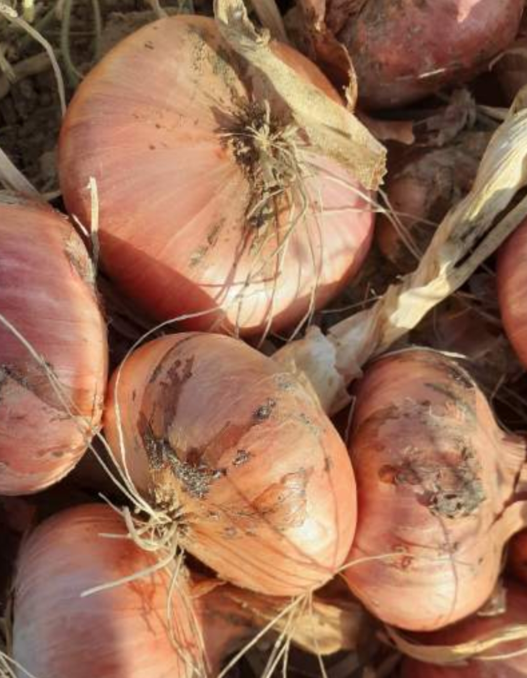 فروش پیاز