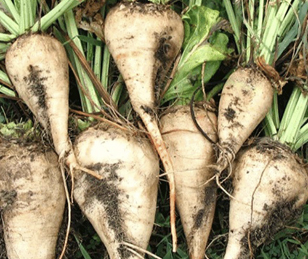 فروش چغندر قند