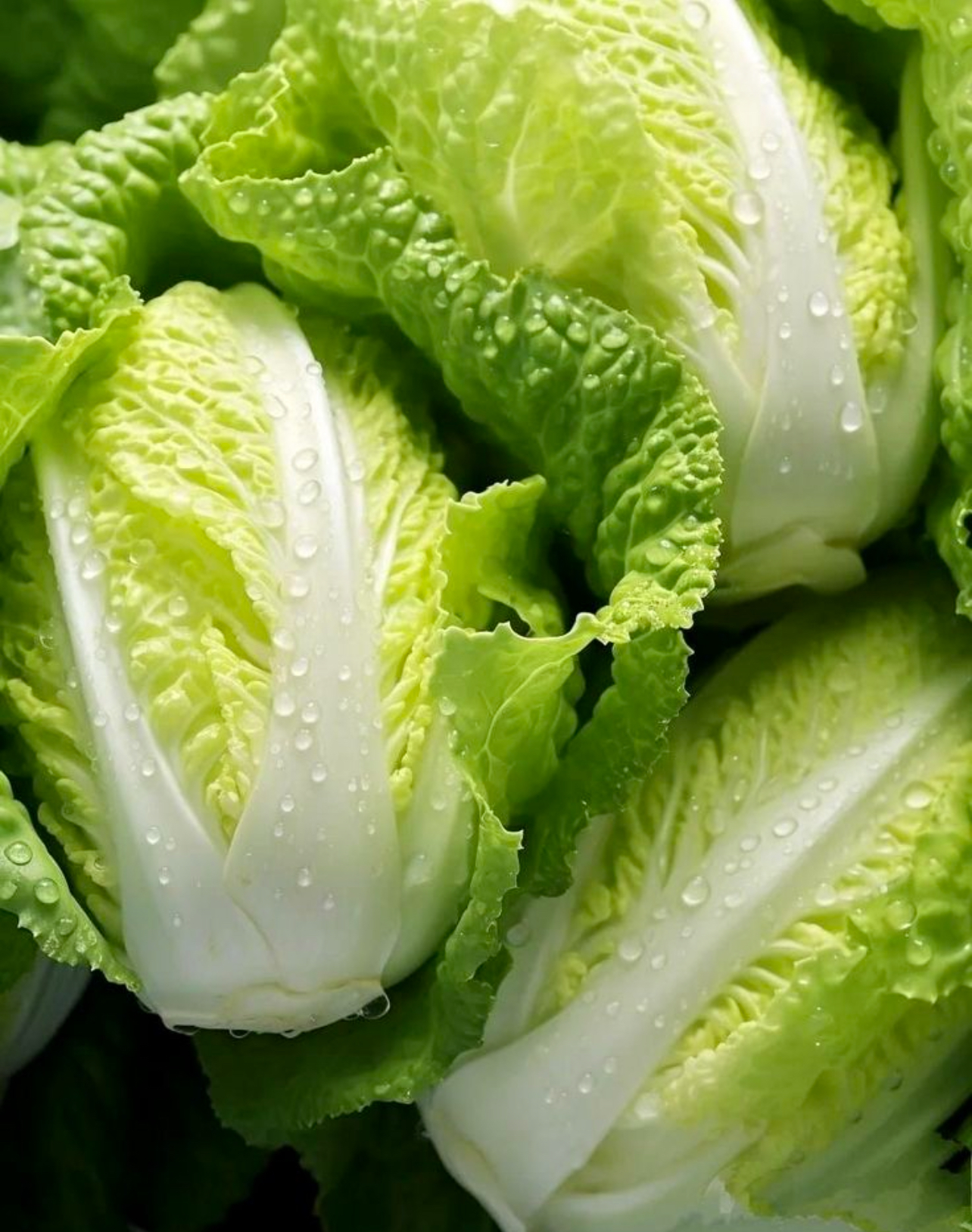 فروش کاهو ایسبرگ - آیسبرگ