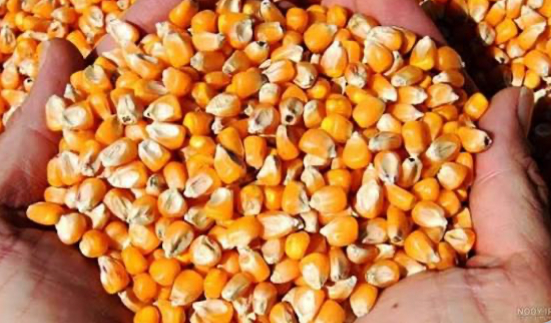 فروش ذرت دامی