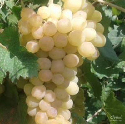 فروش انگور