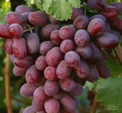 فروش انگور