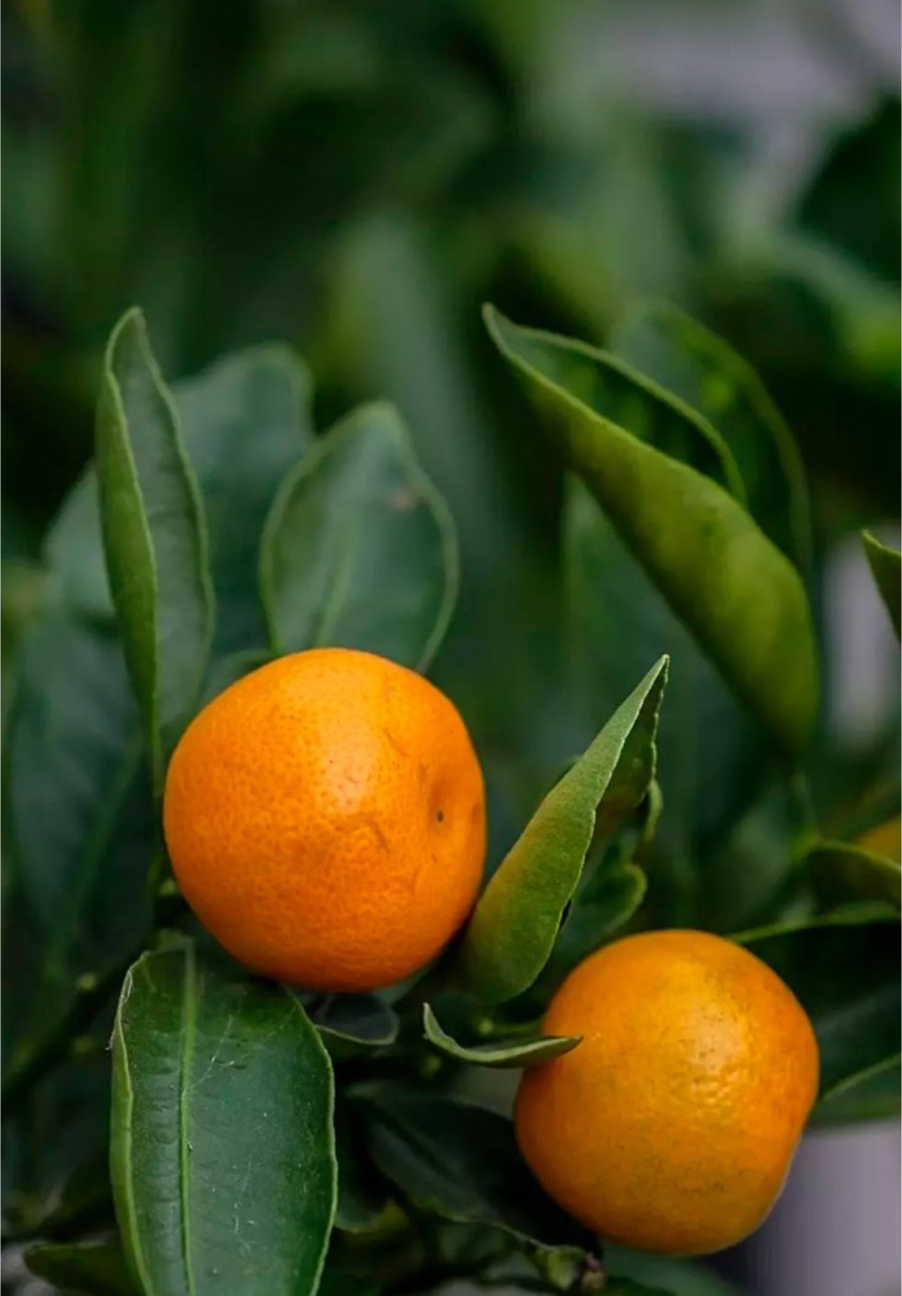 فروش نارنگی پر