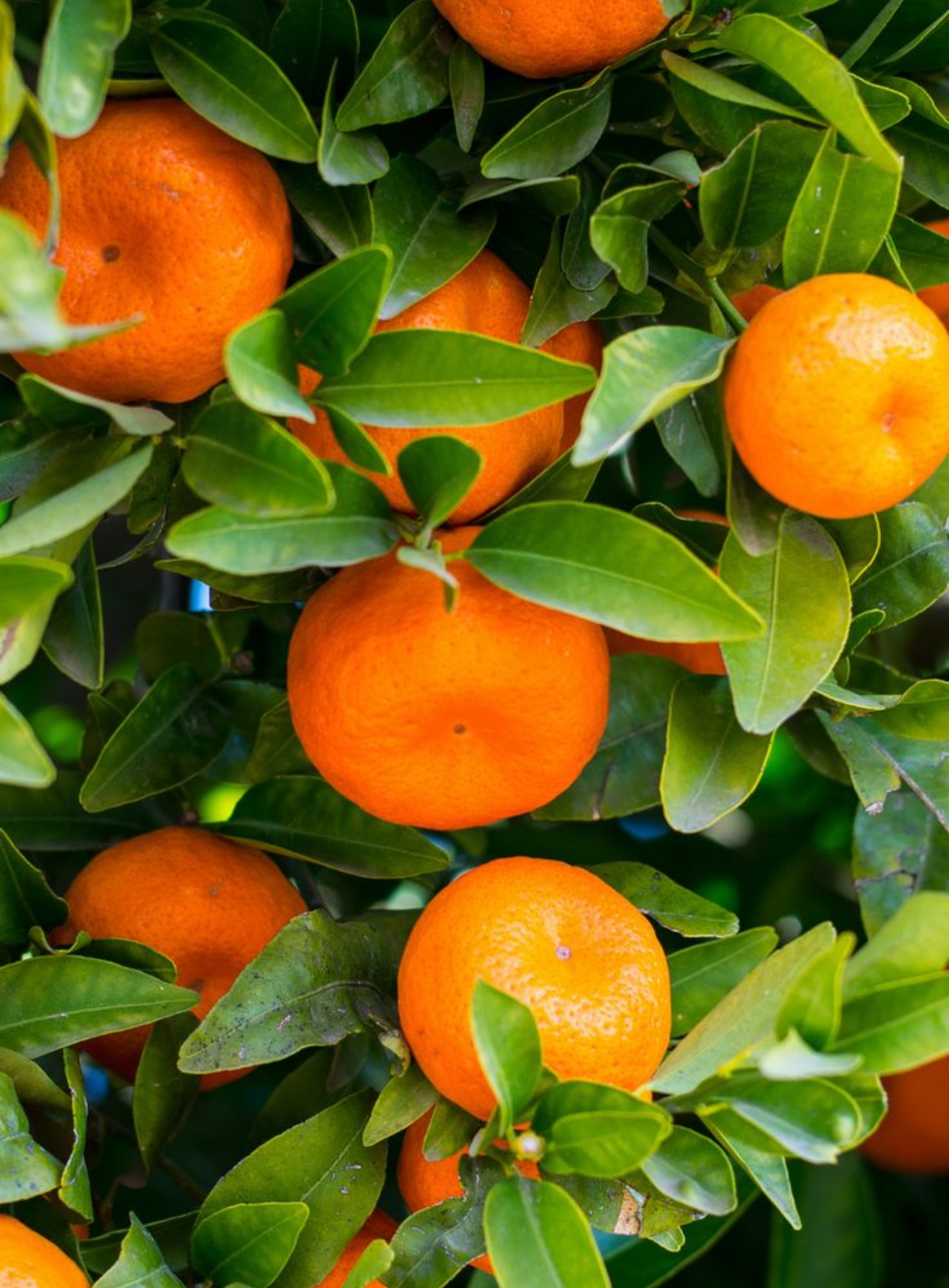 فروش نارنگی پینو