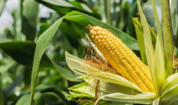 فروش ذرت علوفه ای