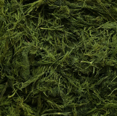 فروش شوید تازه