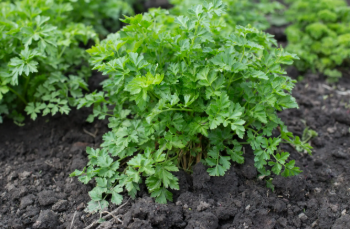 فروش جعفری تازه