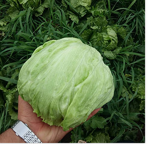 فروش کاهو ایسبرگ - آیسبرگ