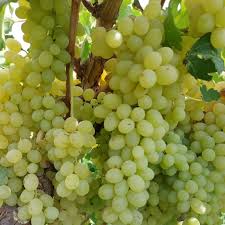 فروش انگور رطبی