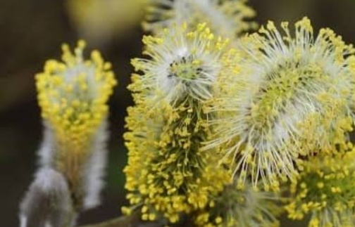 فروش عرق بیدمشک