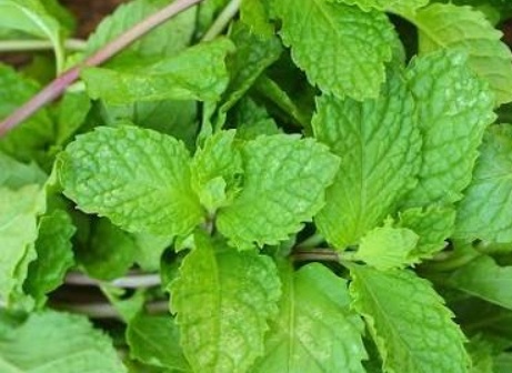 فروش عرق نعناع