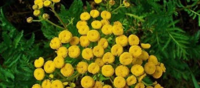 فروش عرق شاهسپران