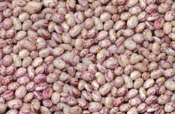 فروش لوبیا چیتی